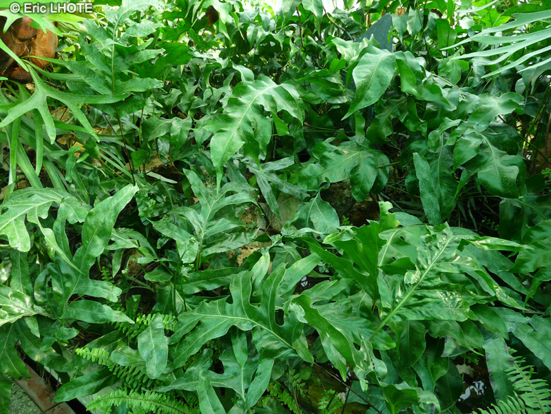 Polypodiaceae - Polypodium lycopodioides - Polypodium