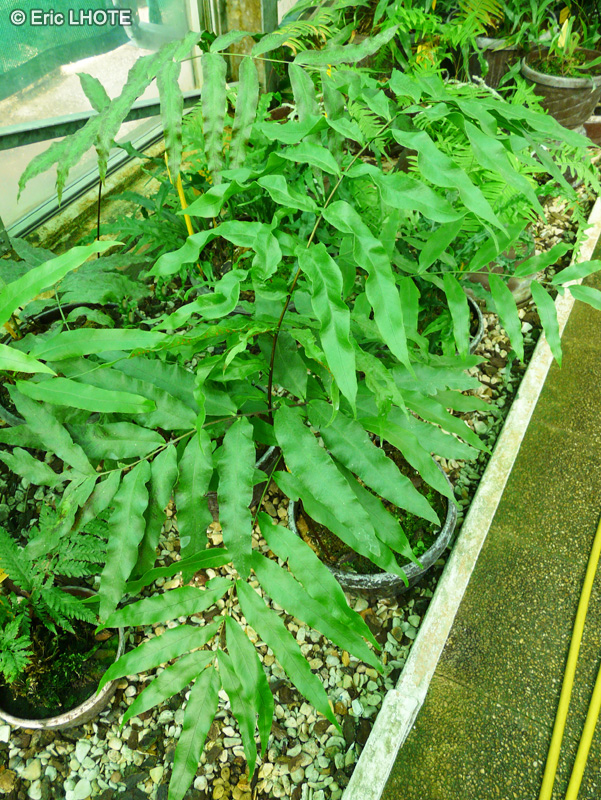 Polypodiaceae - Polypodium triseriale - Polypodium