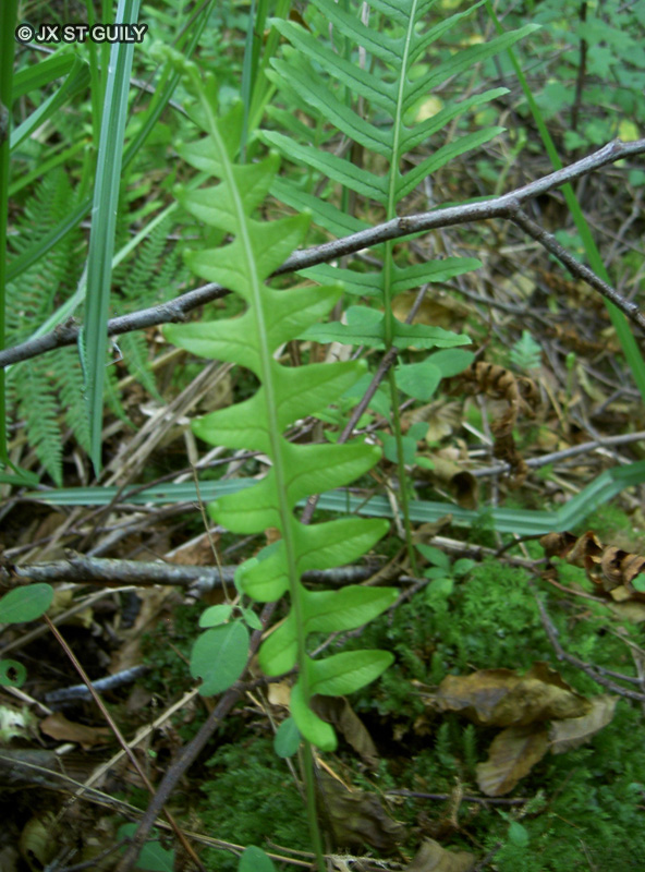  - Polypodium vulgare - 