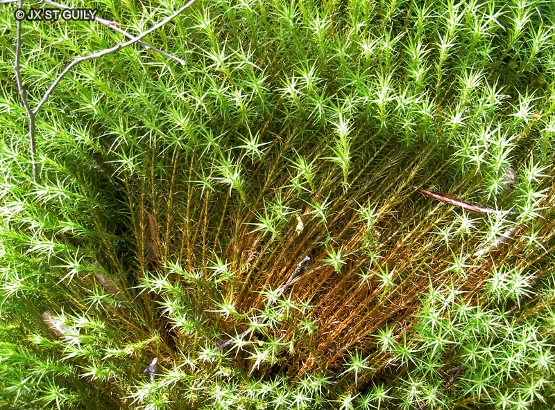  - Polytrichum juniperinum - 