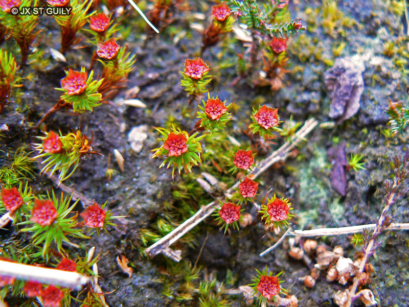 Polytrichaceae - Polytrichum juniperinum - Polytric, Polytric du Gen&eacute;vrier