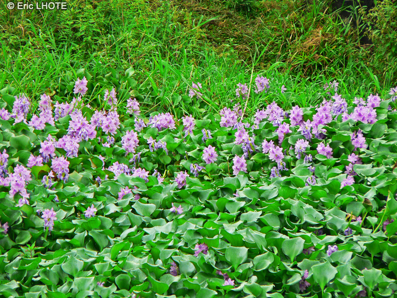  - Eichhornia crassipes - 
