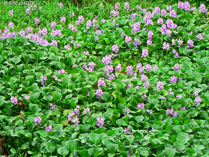  - Eichhornia crassipes - 