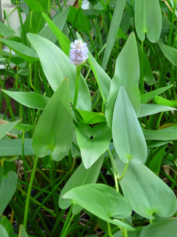  - Pontederia Cordata - 
