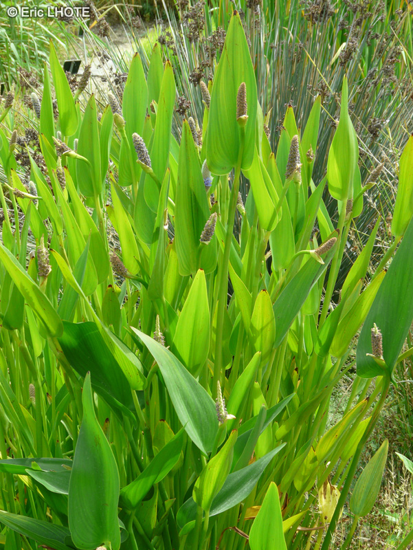  - Pontederia lanceolata - 