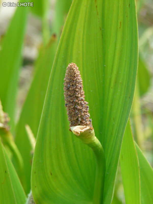  - Pontederia lanceolata - 