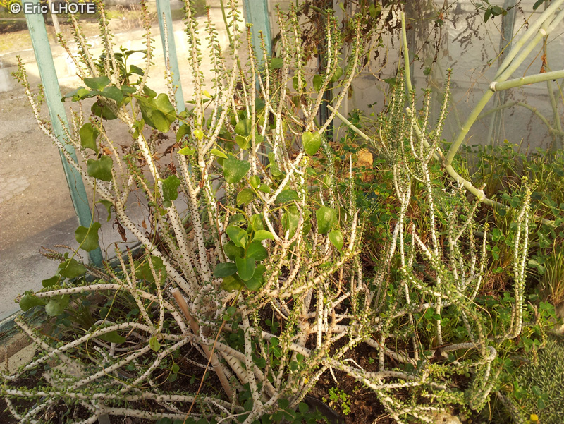  - Ceraria namaquensis - 