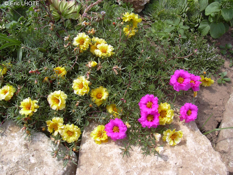  - Portulaca grandiflora - 
