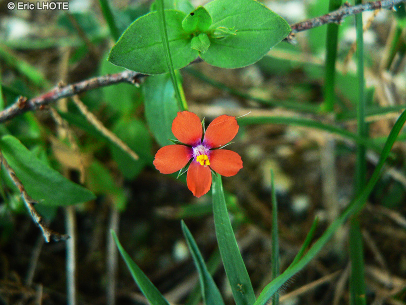  - Anagallis arvensis - 