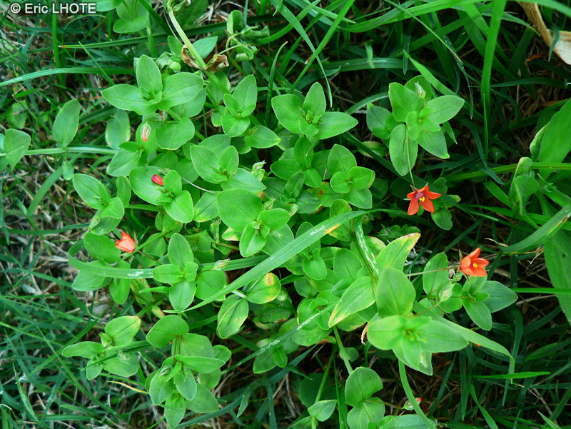  - Anagallis arvensis - 