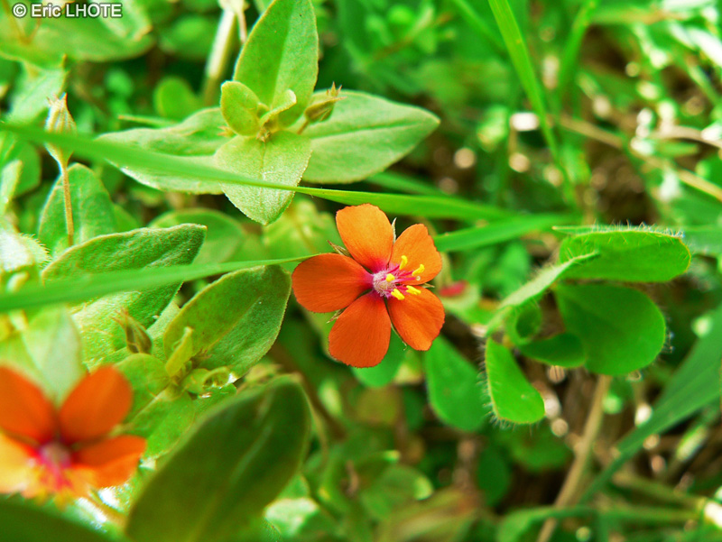  - Anagallis arvensis - 