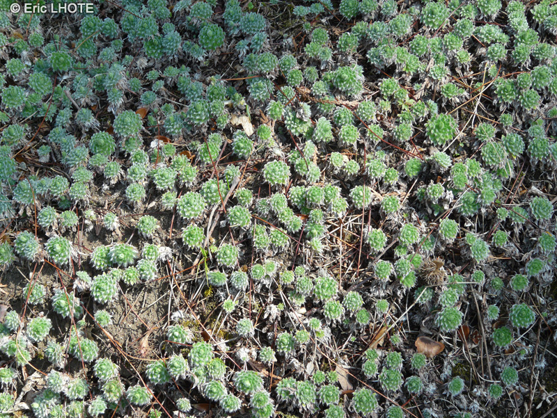 Primulaceae - Androsace sarmentosa - Androsace sarmenteuse