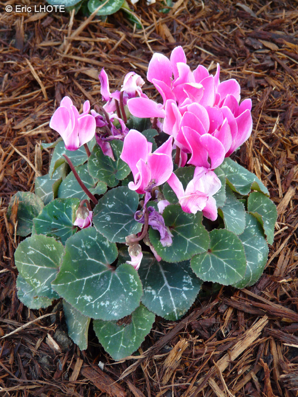 Primulaceae - Cyclamen persicum - Cyclamen de Perse