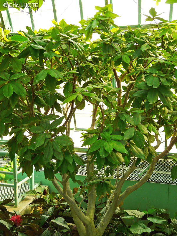 Primulaceae - Deheraina smaragdina - Deheraina
