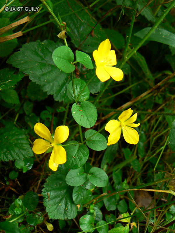  - Lysimachia nummularia - 