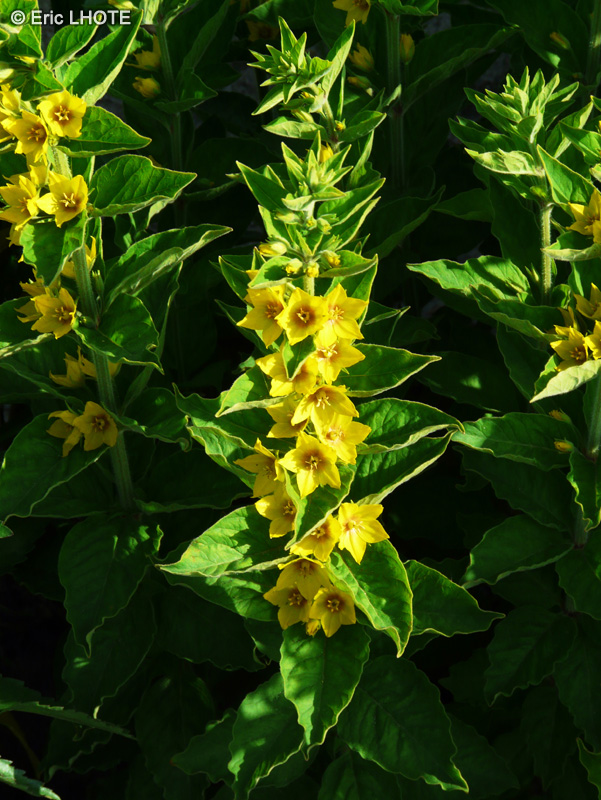  - Lysimachia punctata - 