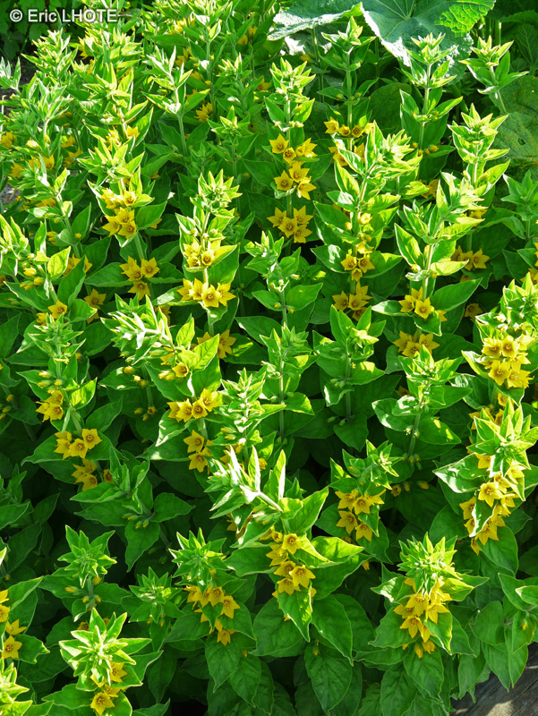  - Lysimachia punctata - 