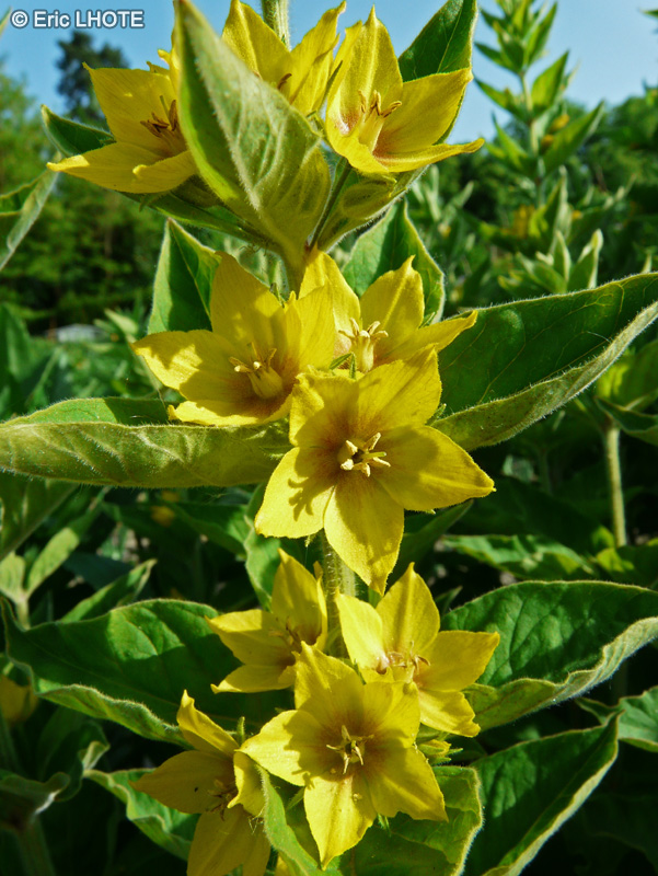  - Lysimachia punctata - 