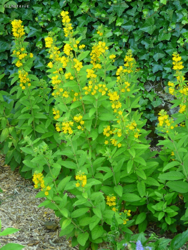  - Lysimachia punctata - 