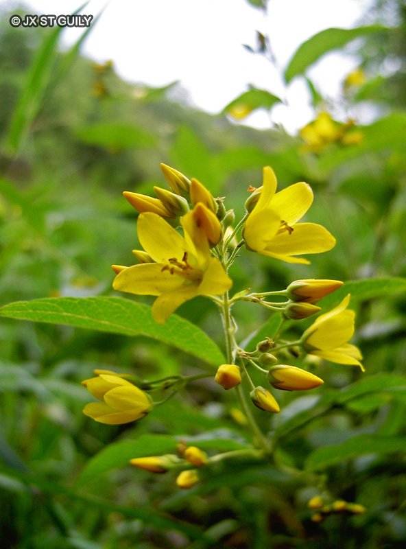 Primulaceae - Lysimachia vulgaris - Lysimaque commune, Chasse-bosse, Herbe aux corneilles, Souci d’eau, Chasse-querelle