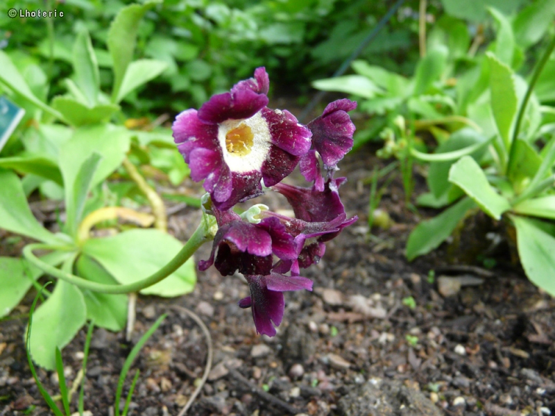 Primulaceae - Primula auricula - Oreille d’ours