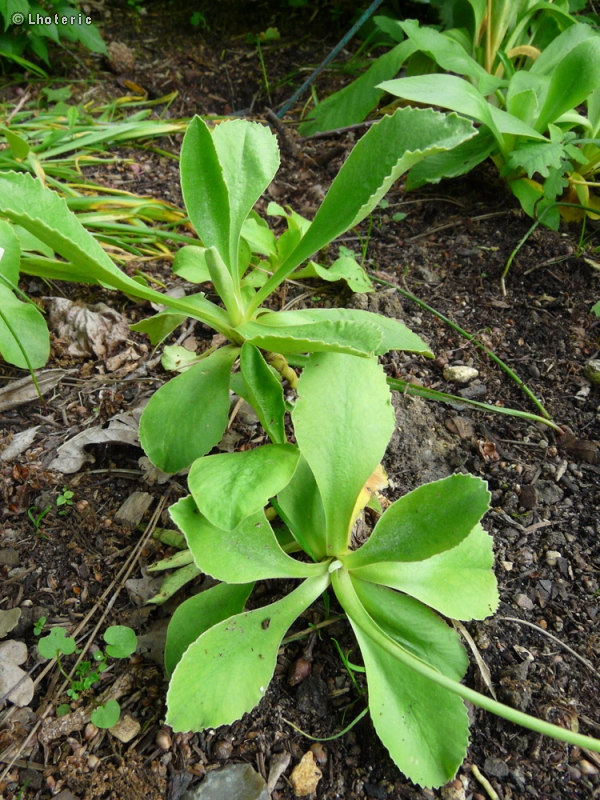  - Primula auricula - 