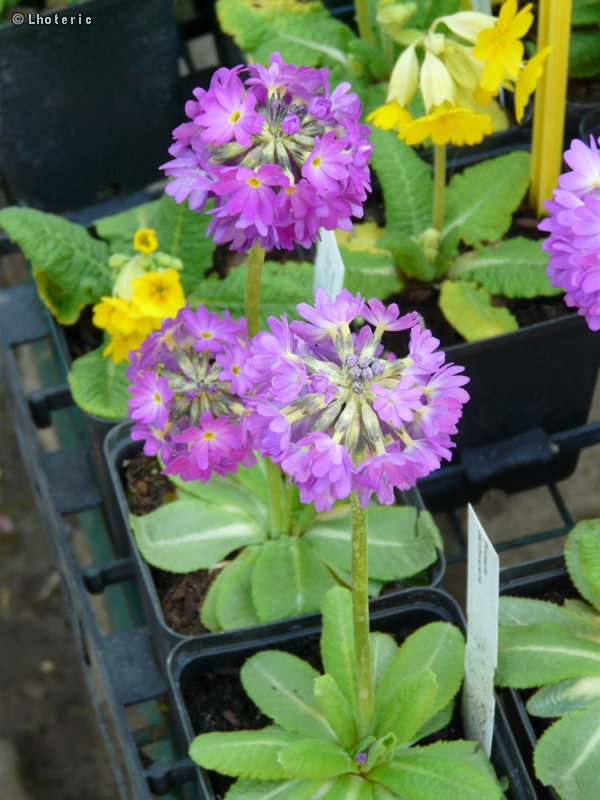Primulaceae - Primula denticulata - Primevère denticulée, Primevère Ã  feuilles dentelées