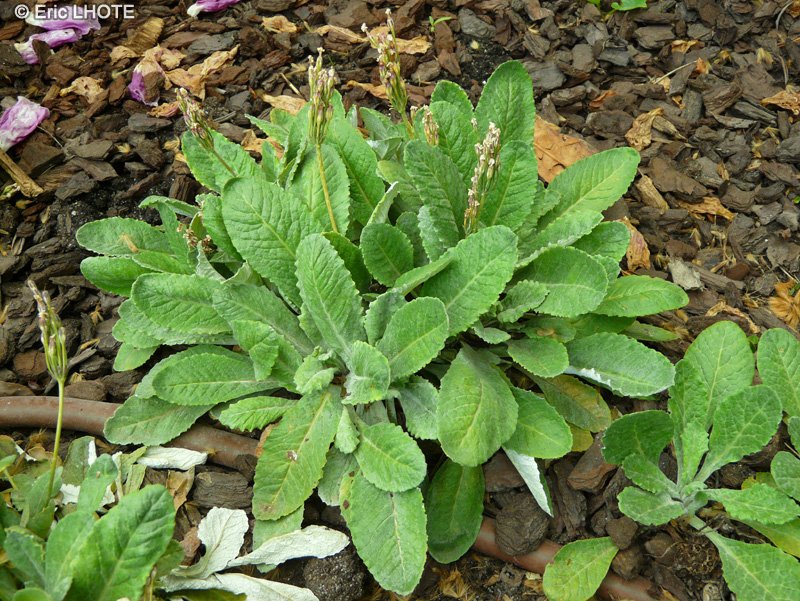 Primulaceae - Primula frondosa - Primev&egrave;re
