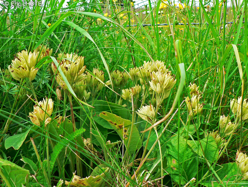  - Primula officinale, Primula veris - 