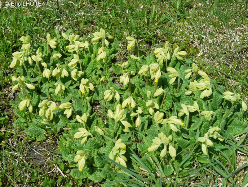  - Primula officinale, Primula veris - 