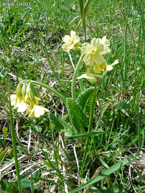  - Primula officinale, Primula veris - 