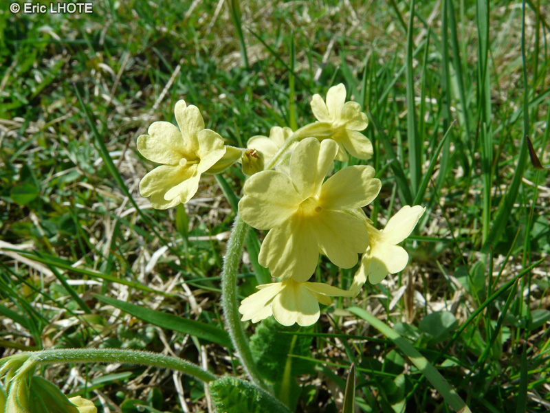  - Primula officinale, Primula veris - 
