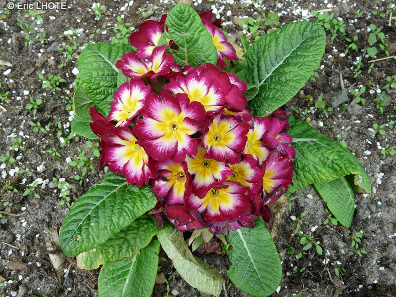  - Primula vulgaris, Primula acaulis - 