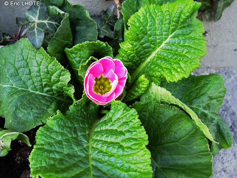 Primulaceae - Primula vulgaris, Primula acaulis - Primev&egrave;re acaule, Primev&egrave;re commune, Primev&egrave;re sans tige