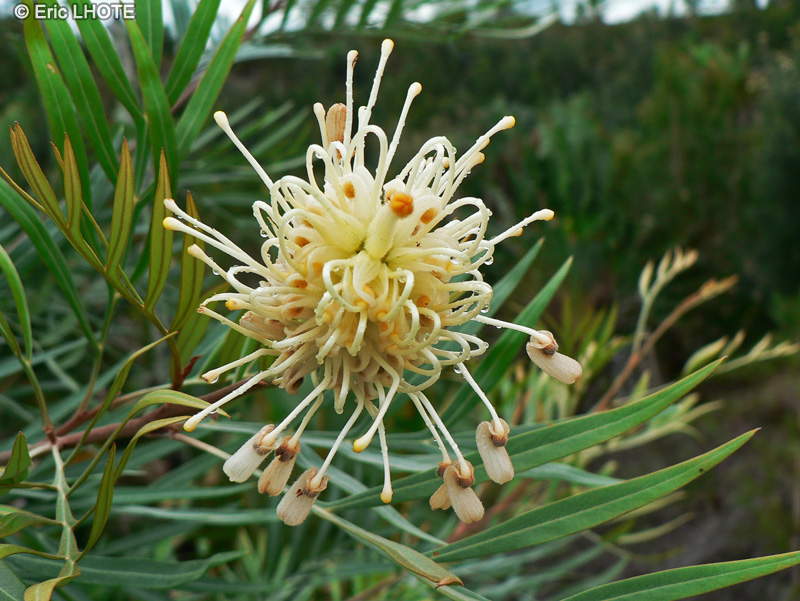  - Grevillea banksii - 