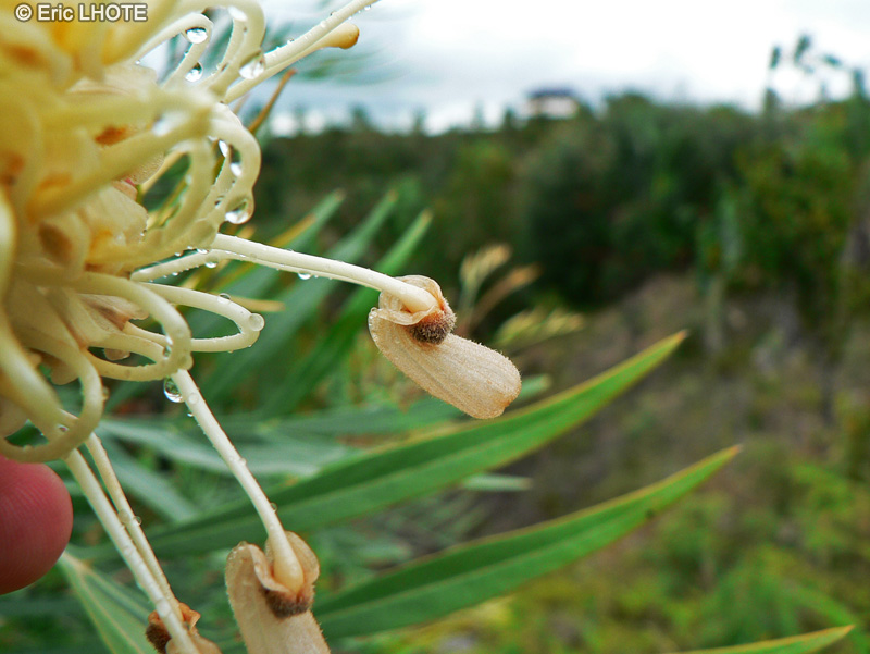  - Grevillea banksii - 
