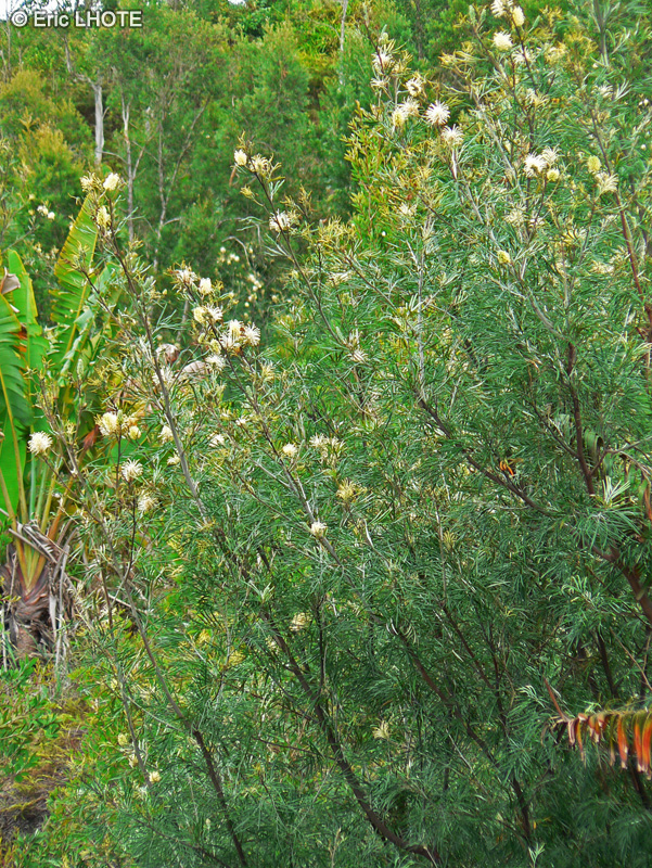  - Grevillea banksii - 