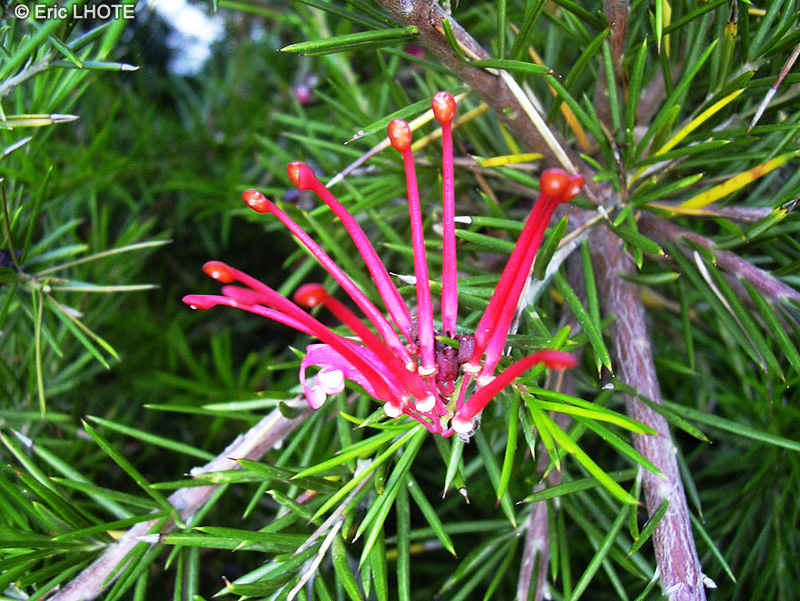  - Grevillea juniperiana - 