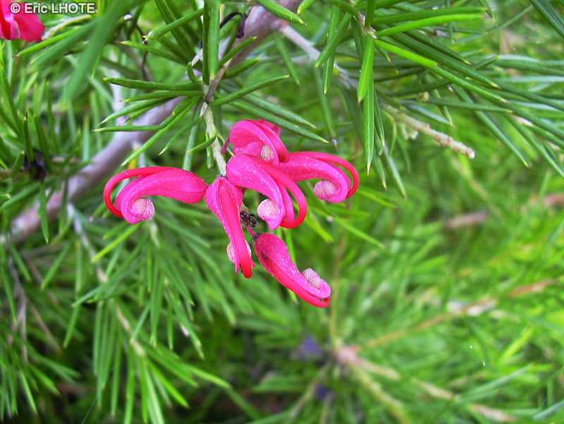 Proteaceae - Grevillea juniperiana - Grevillea &agrave; feuilles de Gen&eacute;vrier
