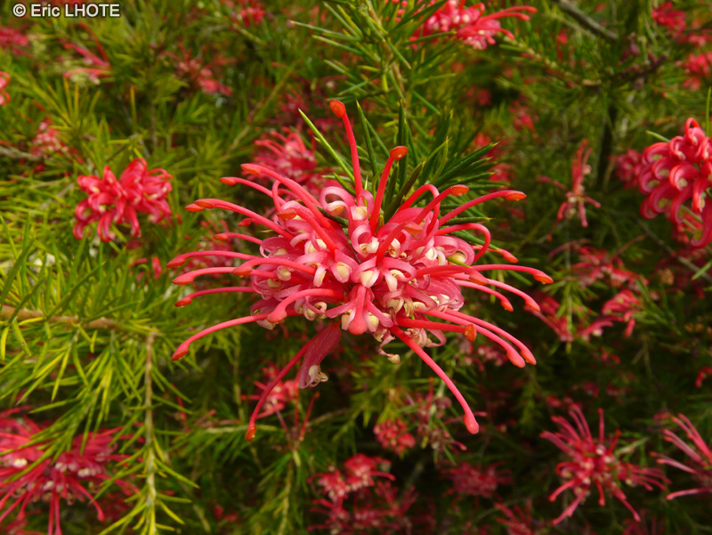  - Grevillea rosmarinifolia - 