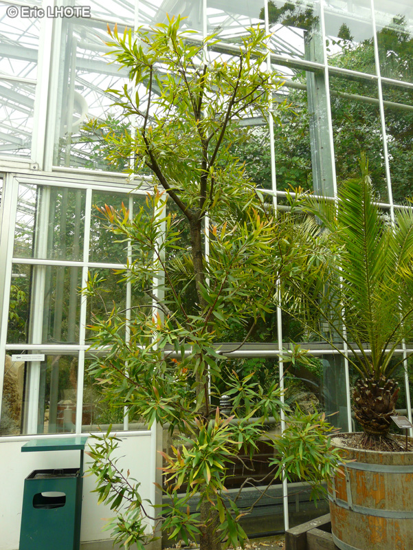 Proteaceae - Hakea salicifolia - Hakea &agrave; feuilles de saules