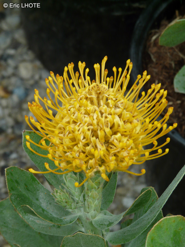  - Leucospermum copper Carnival - 