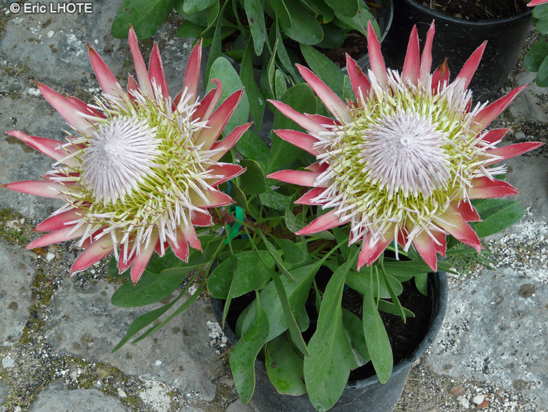  - Protea cynaroides Little Princess - 