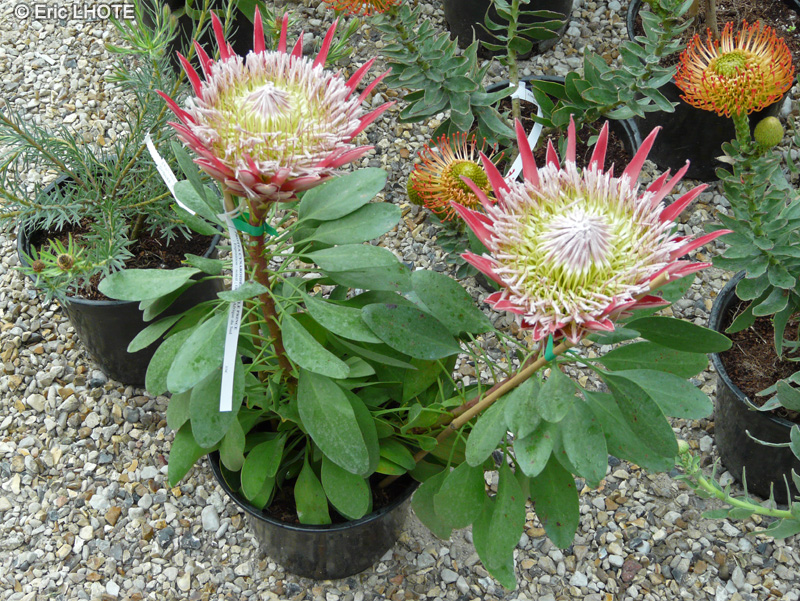 Proteaceae - Protea cynaroides Little Princess - Protée