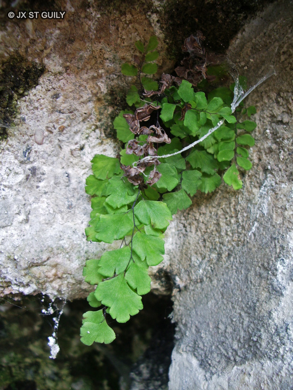 Pteridaceae - Adiantum capillus-veneris - Capillaire, Capillaire de Montpellier, Cheveu-de-Vénus