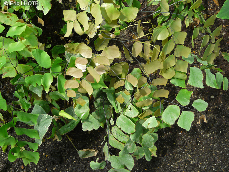  - Adiantum peruvianum - 
