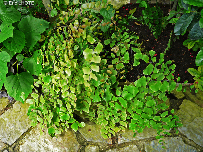 Pteridaceae - Adiantum peruvianum - Capillaire, Cheveux de Vénus