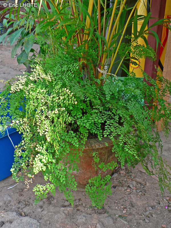 Pteridaceae - Adiantum raddianum - Capillaire