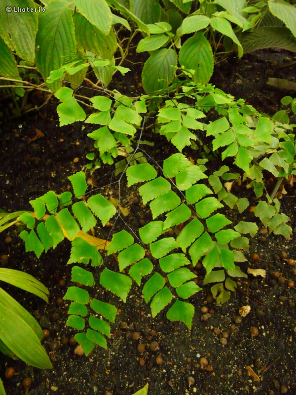  - Adiantum trapeziforme - 