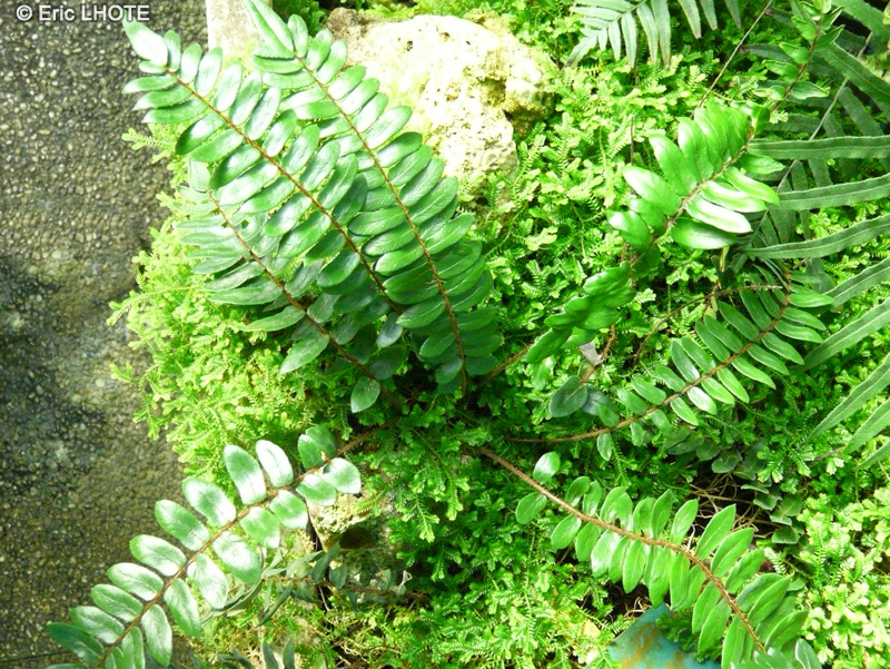 Pteridaceae - Pellaea facalta - Pell&eacute;a